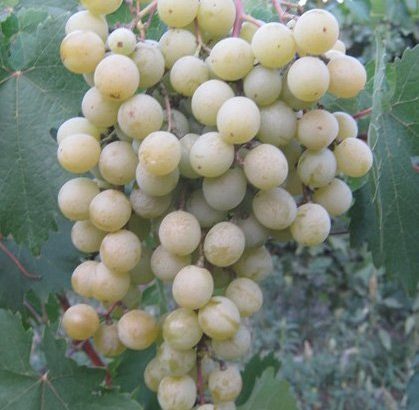 Виноград Фрумоаса Албэ