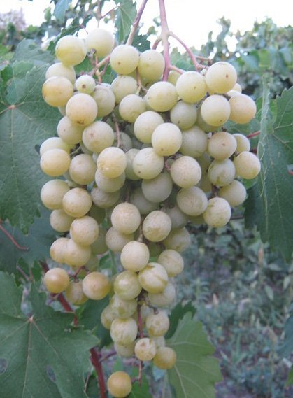 Сорт винограда Фрумоаса Албэ
