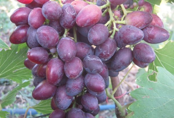 Виноград Кармен