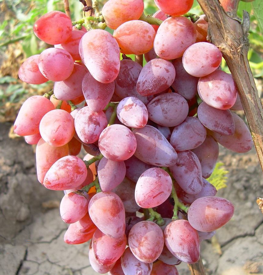 Сорт винограда Тимур розовый