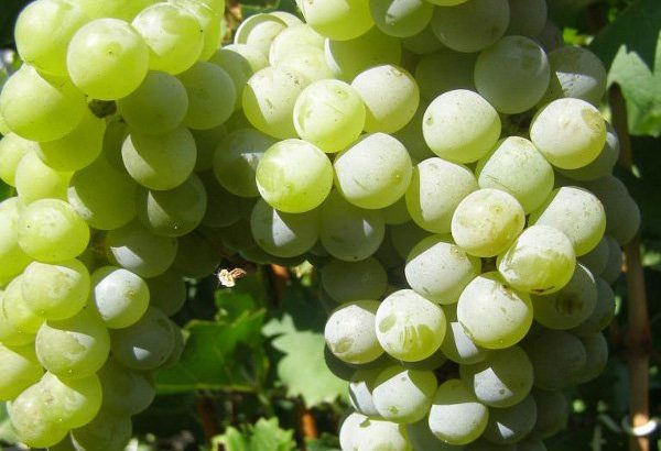 Виноград Цветочный