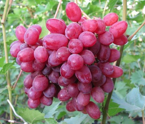 Виноград Велес