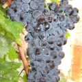 Виноград Фортуна
