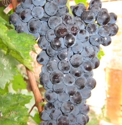 Виноград Фортуна
