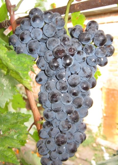 Виноград Фортуна