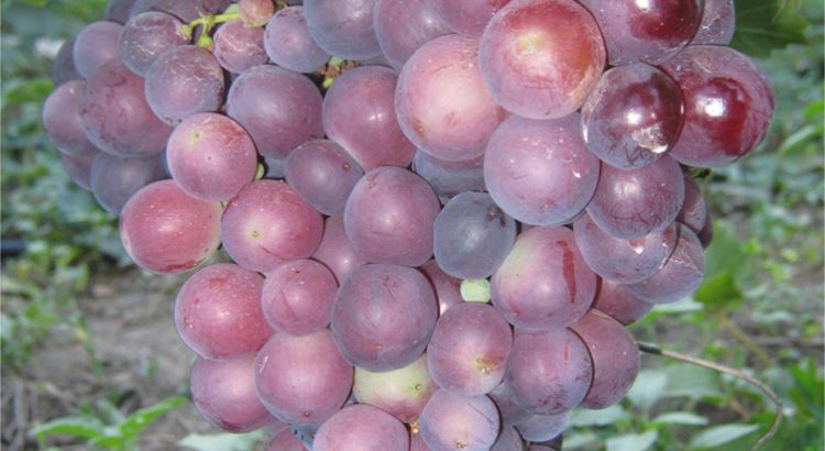 Сорт винограда Импульс