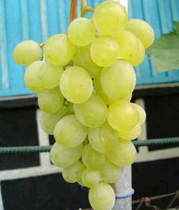 Сорт винограда Русмол