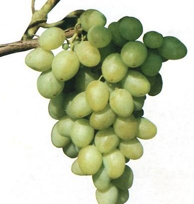 Виноград Кобзарь