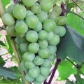 Виноград Русвен