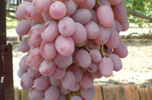 Виноград Тайфи розовый