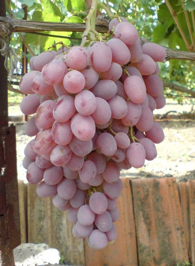 Виноград Тайфи розовый