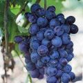 Виноград Томайский