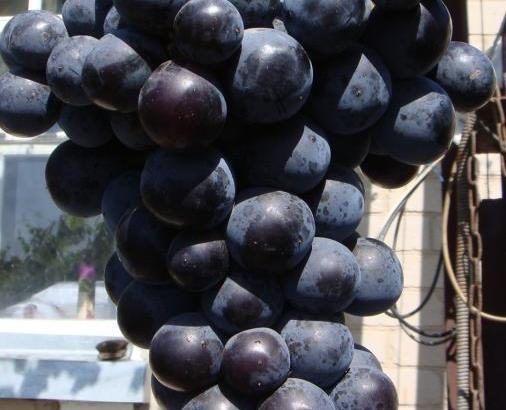 Виноград Айдар