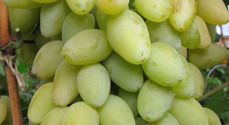 Виноград Мускат Летний