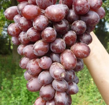 Виноград Шоколадный