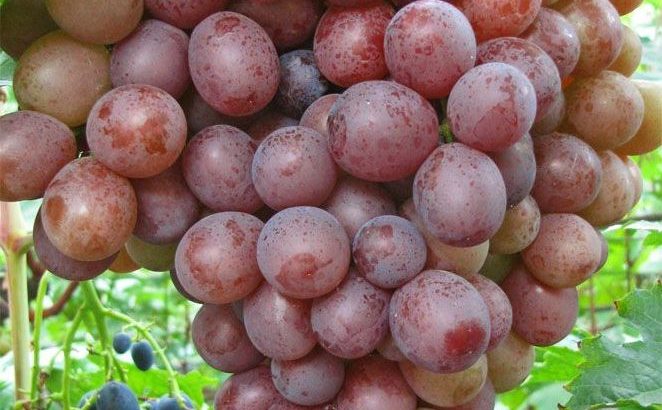 Виноград Сиреневый туман
