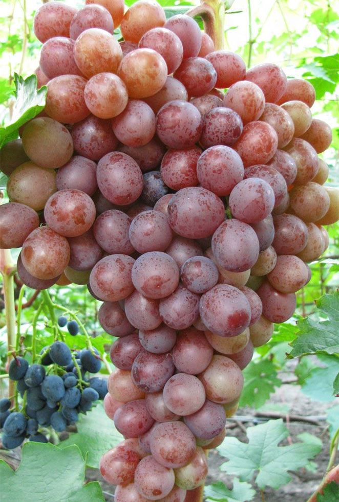 Сорт винограда Сиреневый туман