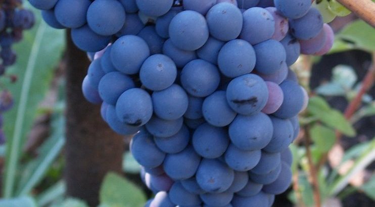 Виноград Кишмиш уникальный