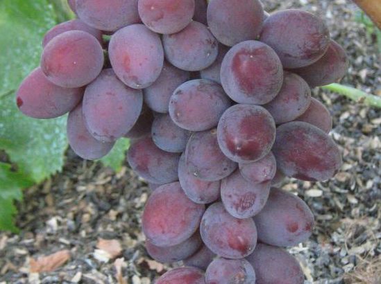 Виноград Былина