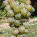 Виноград Сенека