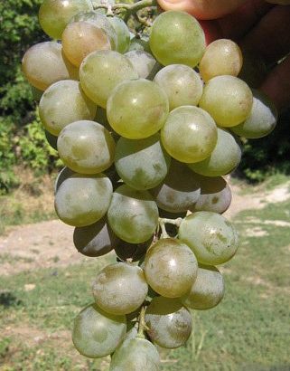 Виноград Сенека