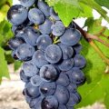 Виноград Дойна