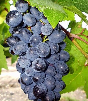 Виноград Дойна