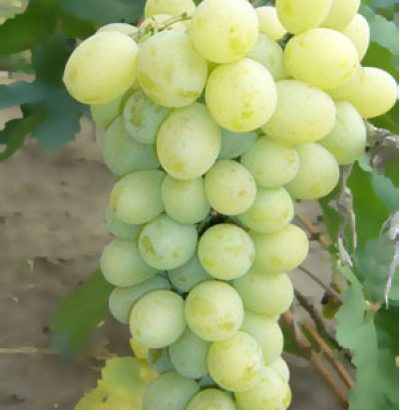 Сорт винограда Иванна