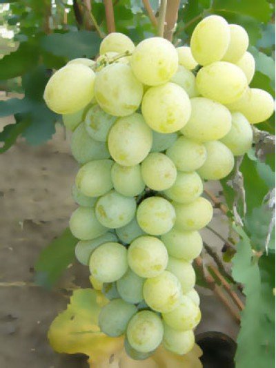 Сорт винограда Иванна