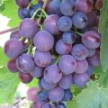 Сорт винограда Сверхранний красный мускат