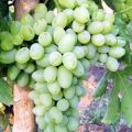 Сорт винограда Восторг овальный