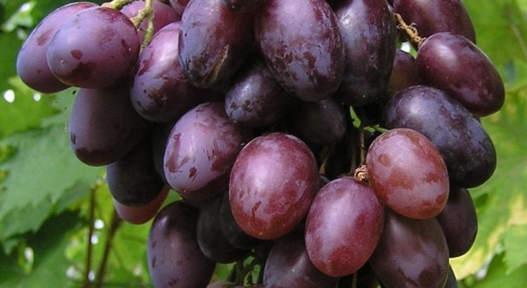 Виноград Чара