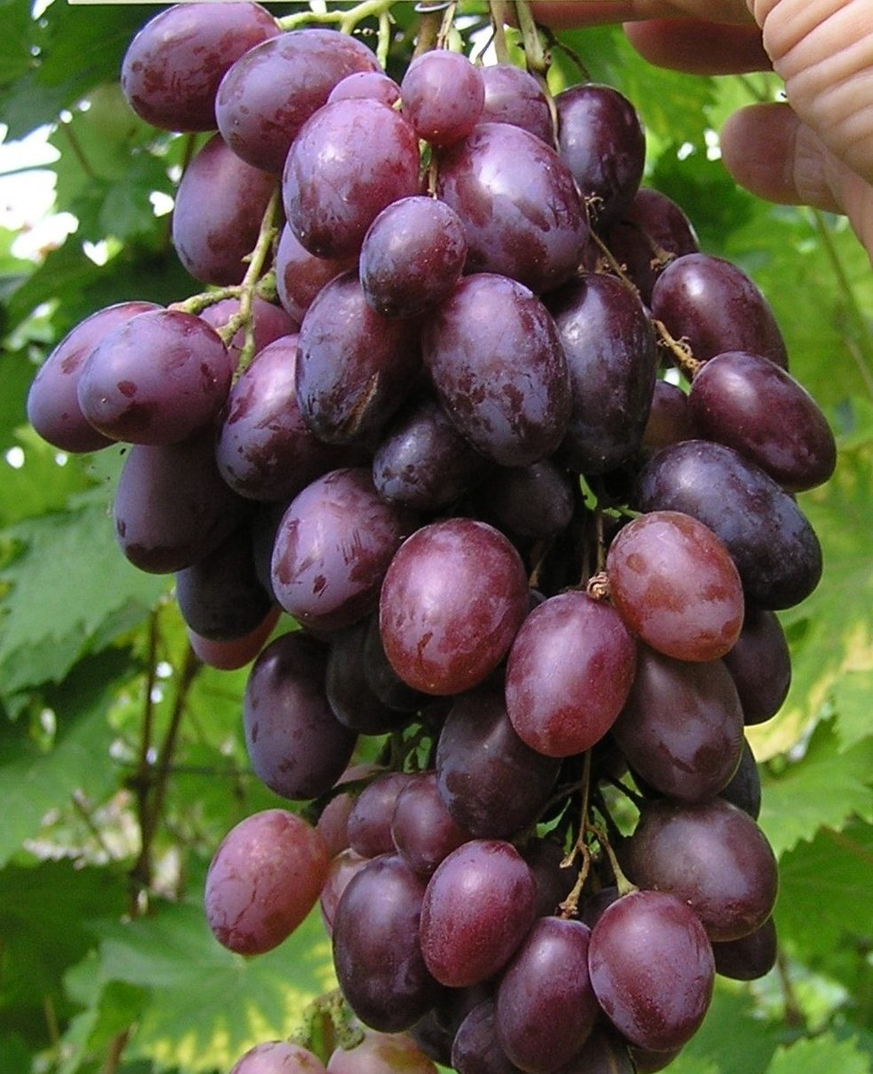 Виноград Чара