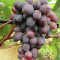 Виноград Сентябрина