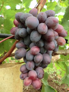 Виноград Сентябрина