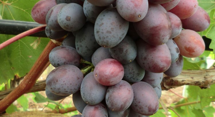 Виноград Сентябрина