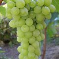 Виноград Прозрачный