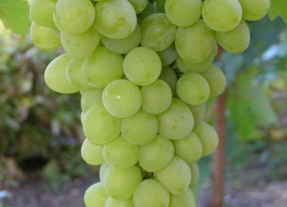 Виноград Прозрачный