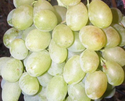 Виноград Метеорит