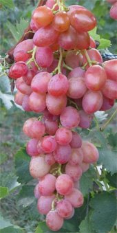 Виноград Юбилей херсонского дачника