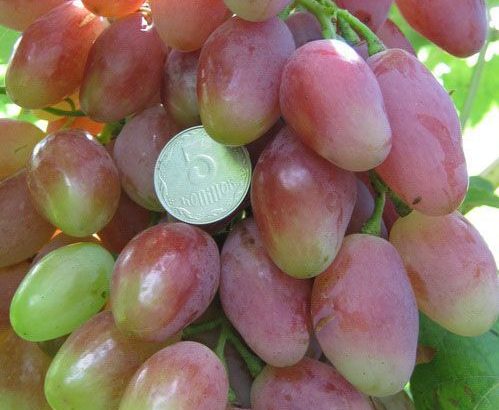 Виноград Золотушка