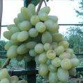 Виноград Вега
