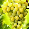 Виноград Августин
