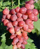 виноград Рубиновый Юбилей