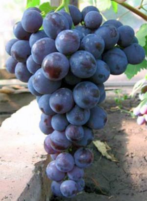 Виноград Рошфор