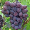 Виноград Заря Несветая