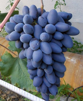 Виноград Атос