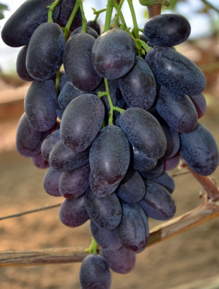 Виноград Алвика