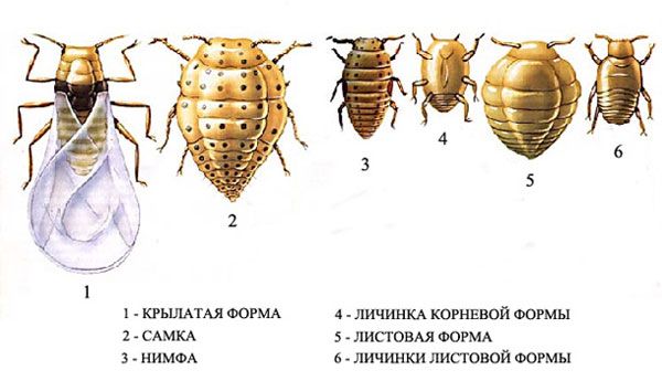 Формы филлоксеры