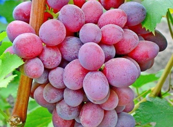 Сорт винограда Подарок Ирине